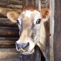 Family Cows